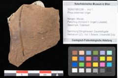 Foto (Objekt + Etikett) von Pinus oceanines Unger (NHMW-GEO-2024-0188-0296)